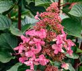 Гортензия метельчатая Инфинити / Hydrangea panniculata Infinity — фото 3