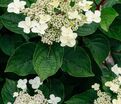 Гортензия метельчатая Инфинити / Hydrangea panniculata Infinity — фото 4