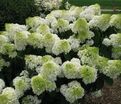 Гортензия метельчатая Кендллайт / Hydrangea panniculata Candlelight — фото 2