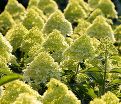 Гортензия метельчатая Коттон Крим / Hydrangea panniculata Cotton Cream — фото 4
