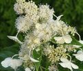 Гортензия метельчатая Кюсю / Hydrangea panniculata Kyushu — фото 2