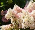 Гортензия метельчатая Спарклинг / Hydrangea panniculata Sparkling — фото 3