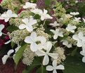 Гортензия метельчатая Левана / Hydrangea panniculata Levana — фото 3