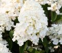 Гортензия метельчатая Литл Блоссом / Hydrangea panniculata Little Blossom — фото 2