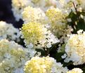 Гортензия метельчатая Литл Блоссом / Hydrangea panniculata Little Blossom — фото 3