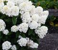 Гортензия метельчатая Литл Блоссом / Hydrangea panniculata Little Blossom — фото 4