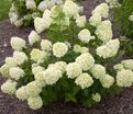 Гортензия метельчатая Литл Лайм / Hydrangea panniculata Little Lime — фото 2