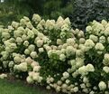 Гортензия метельчатая Литл Лайм / Hydrangea panniculata Little Lime — фото 3