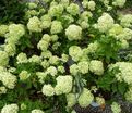 Гортензия метельчатая Литл Лайм / Hydrangea panniculata Little Lime — фото 4