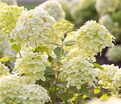 Гортензия метельчатая Литл Пэшн / Hydrangea panniculata Little Passion — фото 4