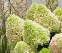 Гортензия метельчатая Литл Фрейз / Hydrangea panniculata Little Fraise — фото 3