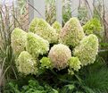 Гортензия метельчатая Литл Фрейз / Hydrangea panniculata Little Fraise — фото 4