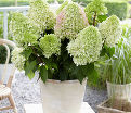 Гортензия метельчатая Литл Фрейз / Hydrangea panniculata Little Fraise — фото 5