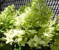 Гортензия метельчатая Литл Фрейз / Hydrangea panniculata Little Fraise — фото 6