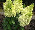 Гортензия метельчатая Меджикал Килиманджаро / Hydrangea panniculata Magical Kilimanjaro — фото 2