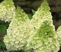 Гортензия метельчатая Меджикал Килиманджаро / Hydrangea panniculata Magical Kilimanjaro — фото 3