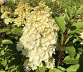 Гортензия метельчатая Меджикал Килиманджаро / Hydrangea panniculata Magical Kilimanjaro — фото 4