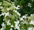 Гортензия метельчатая Меджикал Старлайт / Hydrangea panniculata Magical Starlight — фото 2
