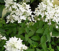 Гортензия метельчатая Меджикал Старлайт / Hydrangea panniculata Magical Starlight — фото 3
