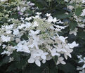 Гортензия метельчатая Меджикал Старлайт / Hydrangea panniculata Magical Starlight — фото 4