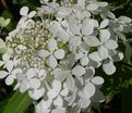 Гортензия метельчатая Мустила / Hydrangea panniculata Mustila — фото 2