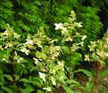 Гортензия метельчатая Мустила / Hydrangea panniculata Mustila — фото 3