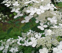 Гортензия метельчатая Мустила / Hydrangea panniculata Mustila — фото 4