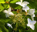 Гортензия метельчатая Перл д'Отмн / Hydrangea panniculata Perle de Automne — фото 3