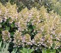 Гортензия метельчатая Перл д'Отмн / Hydrangea panniculata Perle de Automne — фото 4