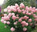Гортензия метельчатая Пинк Перфект / Hydrangea panniculata Pink Perfect — фото 4