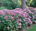 Гортензия древовидная Пинк Пинкьюшн / Hydrangea arborescens Pink Pincushion — фото 2