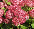 Гортензия древовидная Пинк Пинкьюшн / Hydrangea arborescens Pink Pincushion — фото 3