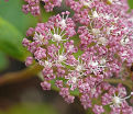 Гортензия древовидная Пинк Пинкьюшн / Hydrangea arborescens Pink Pincushion — фото 4