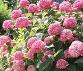 Гортензия древовидная Пинк Пинкьюшн / Hydrangea arborescens Pink Pincushion — фото 5