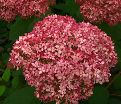 Гортензия древовидная Пинк Пинкьюшн / Hydrangea arborescens Pink Pincushion — фото 6