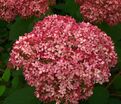 Гортензия древовидная Пинк Пинкьюшн / Hydrangea arborescens Pink Pincushion — фото 6