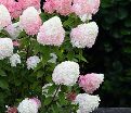 Гортензия метельчатая Пинк Энд Роуз / Hydrangea panniculata Pink & Rose — фото 3