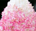 Гортензия метельчатая Пинк Энд Роуз / Hydrangea panniculata Pink & Rose — фото 4