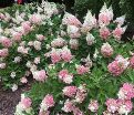 Гортензия метельчатая Пинки Промис / Hydrangea panniculata Pinky Promise — фото 3