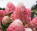 Гортензия метельчатая Пинки Промис / Hydrangea panniculata Pinky Promise — фото 4