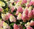 Гортензия метельчатая Пинки Промис / Hydrangea panniculata Pinky Promise — фото 5