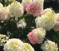 Гортензия метельчатая Пинки Промис / Hydrangea panniculata Pinky Promise — фото 6