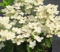 Гортензия метельчатая Полстар / Hydrangea panniculata Polestar — фото 3