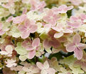 Гортензия метельчатая Полстар / Hydrangea panniculata Polestar — фото 4