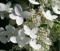 Гортензия метельчатая Праймвайт / Hydrangea panniculata Prim'white — фото 4
