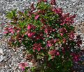 Гортензия метельчатая Праймред / Hydrangea panniculata Prim'red — фото 2
