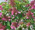 Гортензия метельчатая Праймред / Hydrangea panniculata Prim'red — фото 3