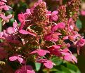 Гортензия метельчатая Праймред / Hydrangea panniculata Prim'red — фото 4