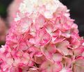 Гортензия метельчатая Распберри Пинк / Hydrangea panniculata Raspberry Pink — фото 4