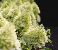 Гортензия метельчатая Роял Флауэр / Hydrangea panniculata Royal Flower — фото 2
